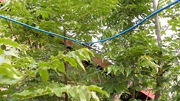 HF Band QRM/QRN Noise Canceller: V-Beam pointing out of a tree